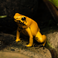 Golden Poison Frog Golden Poison Frog