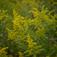 Goldenrod Plant