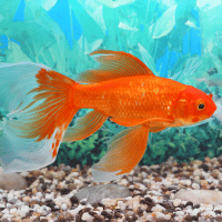 Goldfish