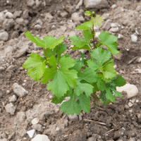 Grapes Plant