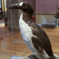 Great Auk Great Auk