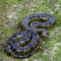 Green Anaconda