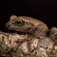 Green Eyed Bushfrog Green Eyed Bushfrog