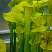 Green Pitcher Plant