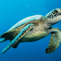 Green Sea Turtle Green Sea Turtle