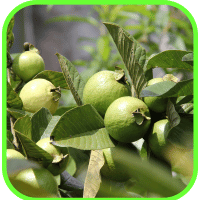 Guavas