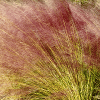 Gulf Muhly