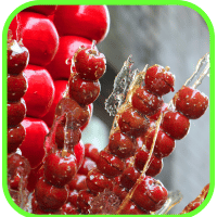 Haws Haws