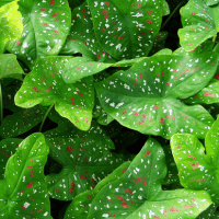 Heart Leaf Plant