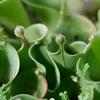 Heliamphora