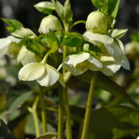 Hellebore