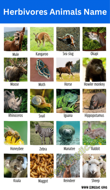 20+ Herbivores Animals Name (Plant Eating Animals Name) - EngDic