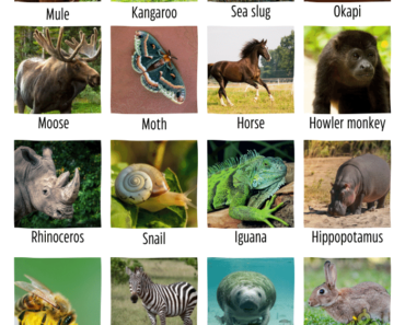 20+ Herbivores Animals Name (Plant Eating Animals Name)