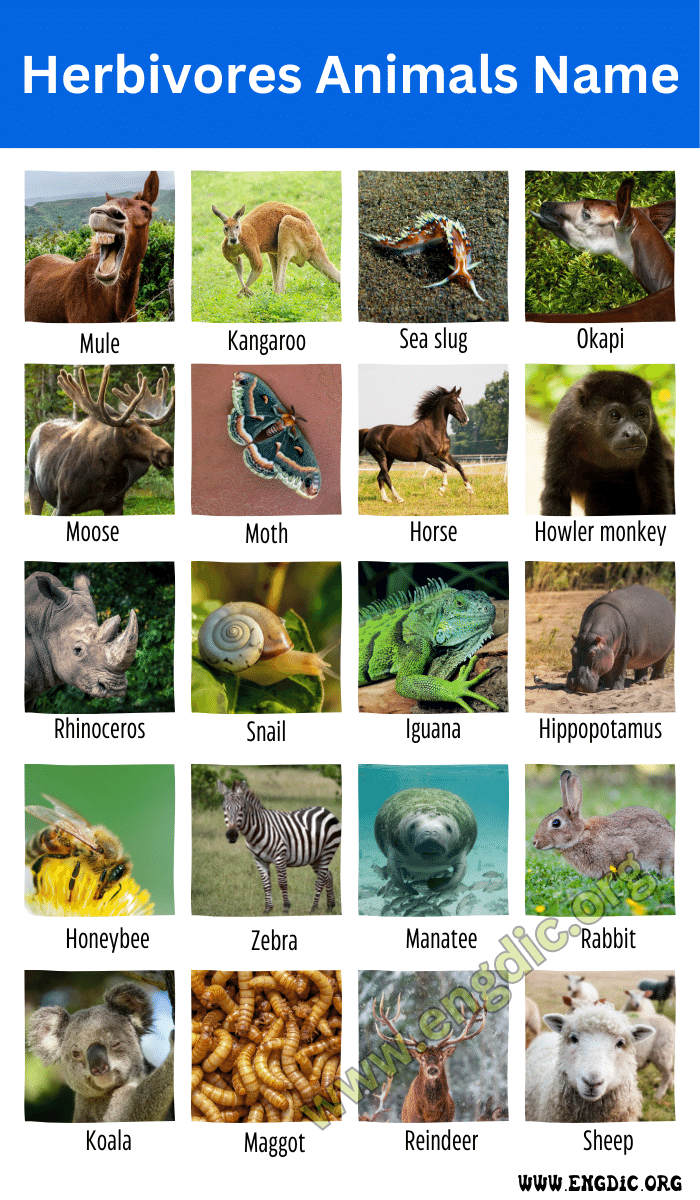 Herbivores Animals Name