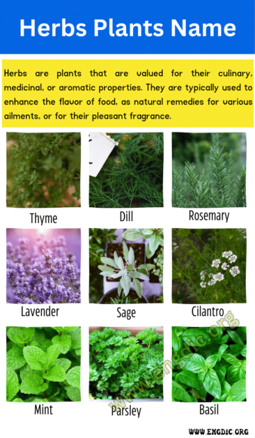 10 Herbs Plants Name | Herbs List A-Z - EngDic