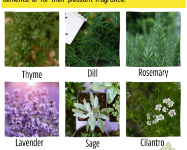 10 Herbs Plants Name | Herbs List A-Z