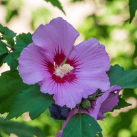 Hibiscus Plant