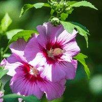 Hibiscus plant