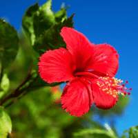 Hibiscus