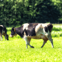 Holstein Cow