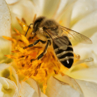 Honey Bee