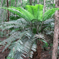 Hope's Cycad