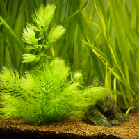 Hornwort