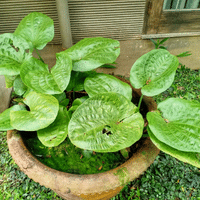 Hosta Plant