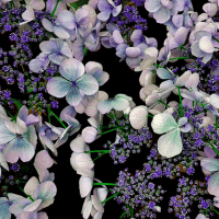 Hydrangea