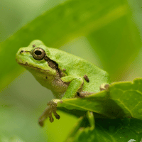 Hyla