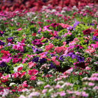 Impatiens Plant
