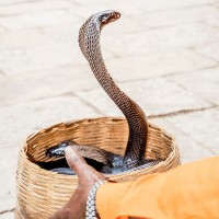 Indian Cobra