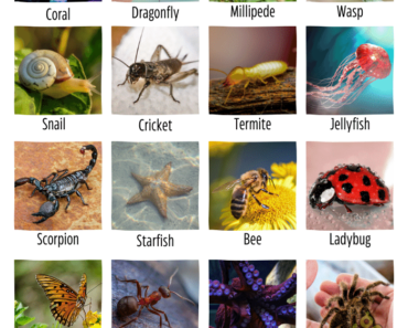 40 Invertebrates Animals Names With Pictures, Facts, & Types