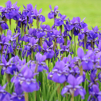 Iris Plant