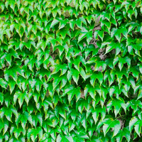 Ivy Plant