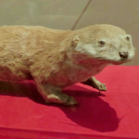 Japanese River Otter