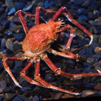 Japanese Spider Crab