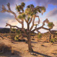 Joshua Tree