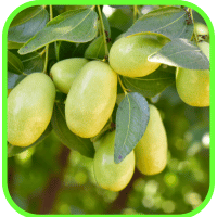 Jujubes Jujubes