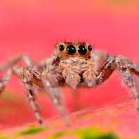 Jumping Spiders