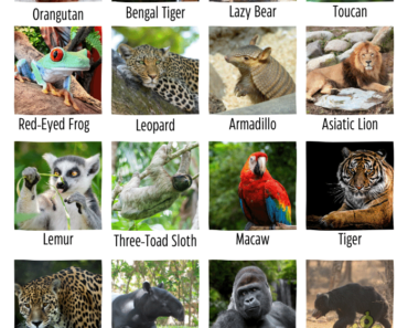 100 Jungle Animals Name, Pictures, & Facts