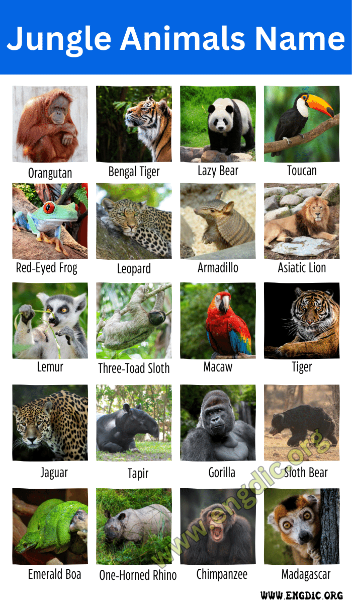 Jungle Animals Name