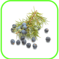 Juniper berries Juniper berries