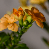 Kalanchoe Plant
