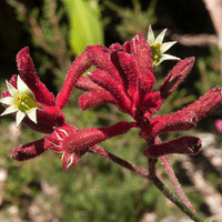 Kangaroo Paw Plant