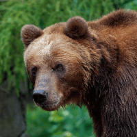 Kodiak Bear