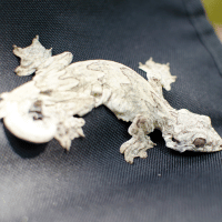 Kuhl's Flying Gecko