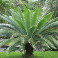 Kwango Giant Cycad