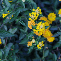 Lantana Plant
