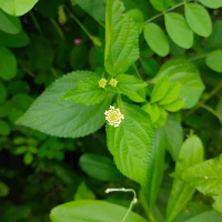 Lantana